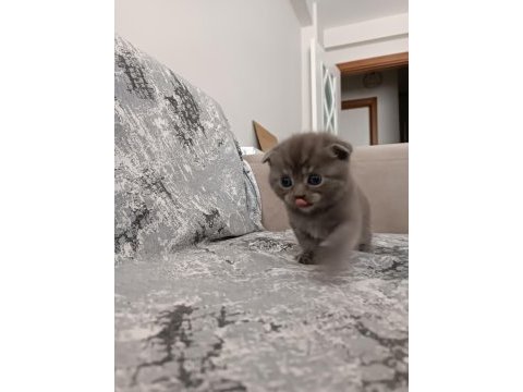 Scottish fold kedilerim rezerveye açıktır