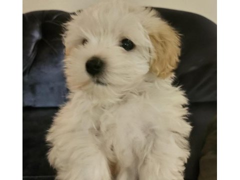 Tüy dökmeyen sevgi pıtırcığı maltese