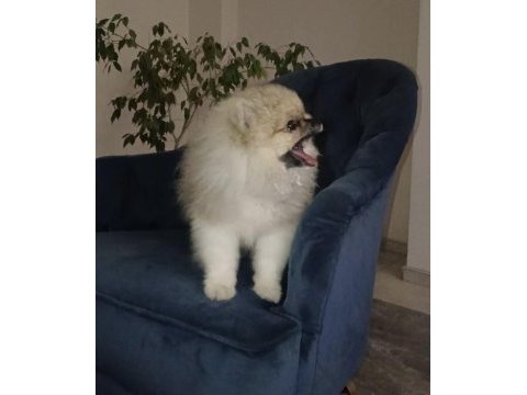 Pomeranian boo disi tea cup