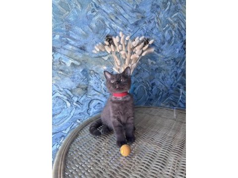 British shorthair nadir bulunan chocolate safkan erkek yavru