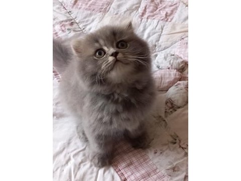 British shorthair bebeklerimiz teslime hazır