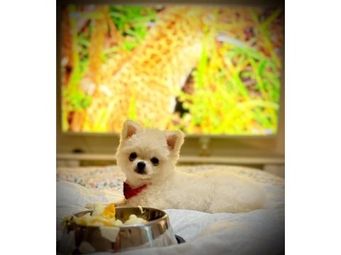 2 aylık erkek aşılı pomeranian