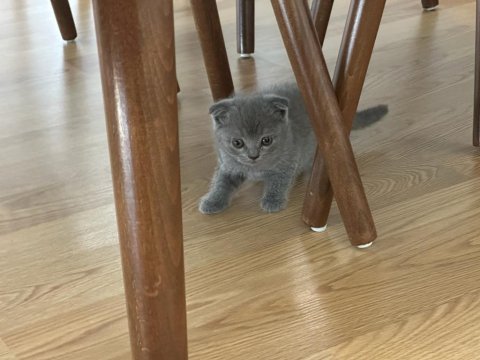 Orjinal scottish fold ve british shorthair 4 yavru