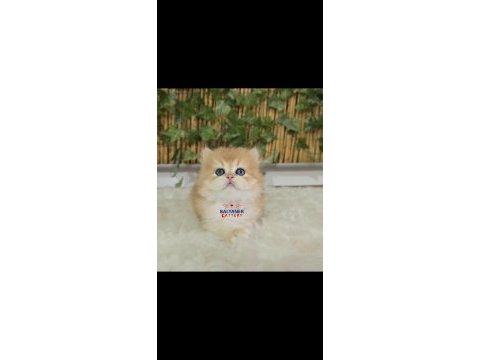 Safkan british longhair erkek golden renkli yavru