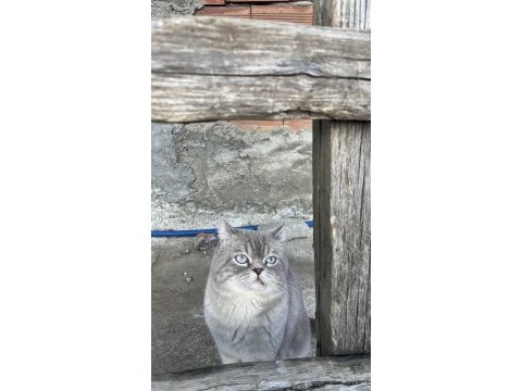 2 yaşında erkek kedimize dişi arıyoruz