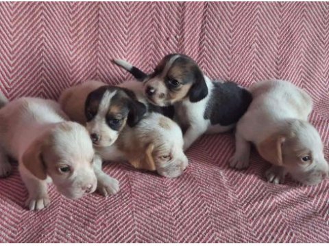 Beagle yavru köpeğimiz