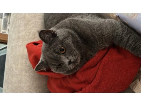 7 aylık british shorthair erkek