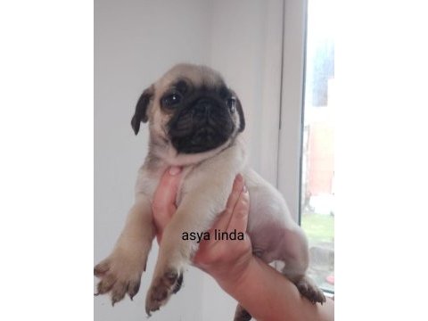 Pug mops bebekler