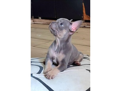 A kalite egzotik lilac tan isabella french bulldog