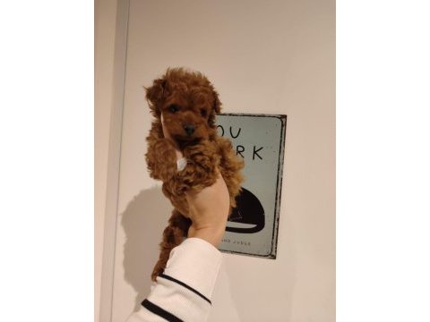 Kilo ve boy garantili poodle yavrularım