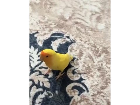 Şeftali kafa sevda papağanı evcil