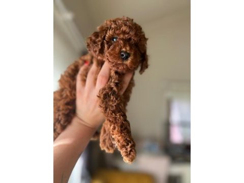 Sağlık ve ırk garantili toy poodle bebekler