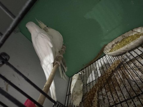 11 aylık clear pied sultan papağanı