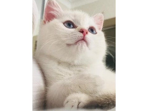 British longhair 3 aylık dişi