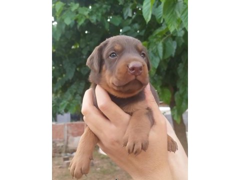 A kalite doberman yavrular