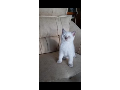 British shorthair ve scottish fold yavrular