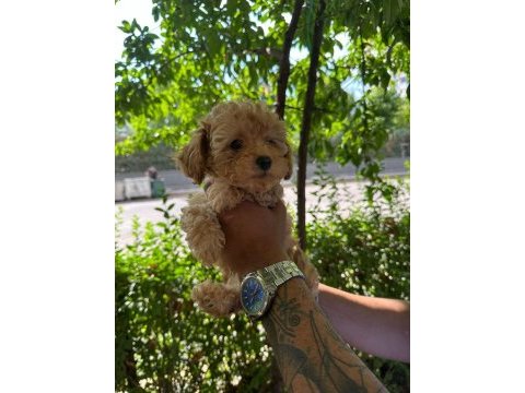 2.5 aylık toy poodle