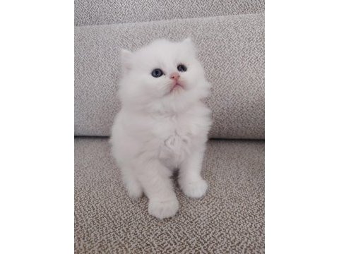 Kar beyazı british longhair yavrular