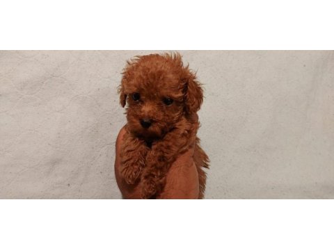 O bir prenses poodle