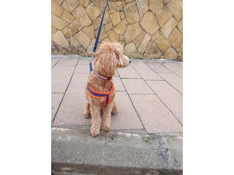 Erkek poodle 10 nisan doğumlu