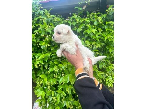 Teacup oyuncu maltese terrier yavrularım