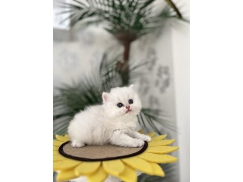 British longhair silver yavrular
