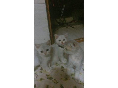 %100 safkan british shorthair dişi yavrularım