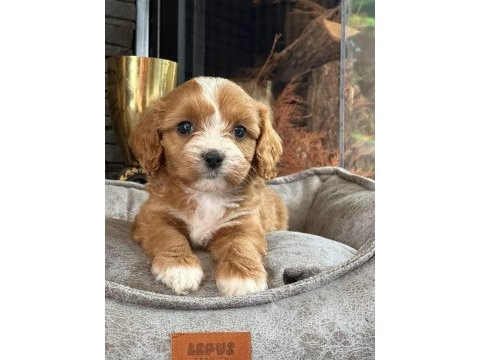 Daha iyisi yok gercek cavapooo yavruları