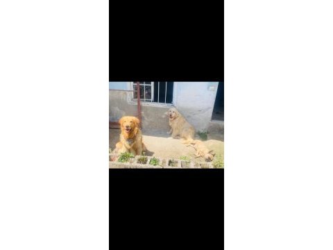 Golden retriever erkek