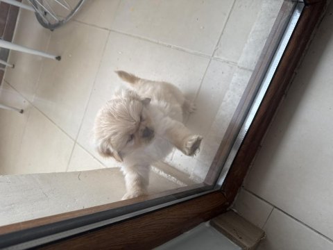 Minik pamuk pekinez köpekler