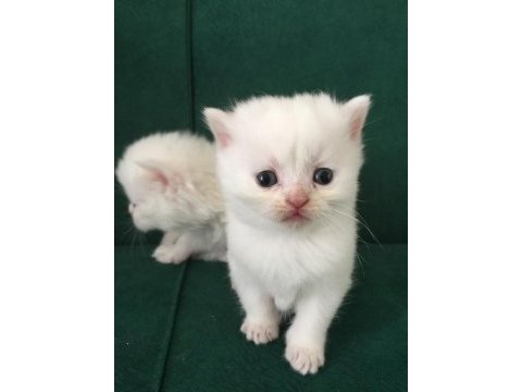 Baba secereli safkan british shorthair yavrular