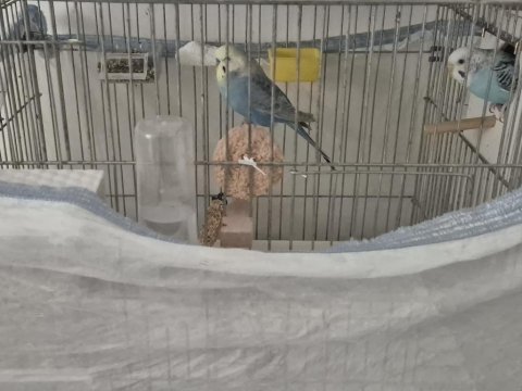 Herşeyiyle birlikte muhabbet kuşu