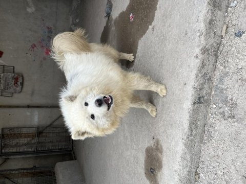 Sahibinden orj ırk samoyed dost canlısı dişi