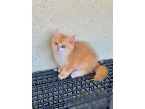 British shorthair golden ny 12 yavrular