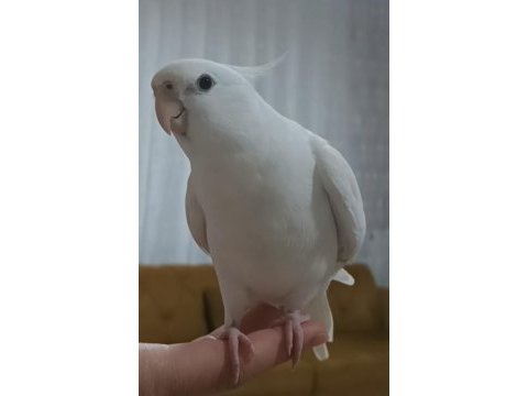 Fanatik fenerbahçeli sultan papağanı