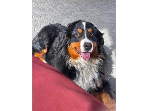 Bernese mountain