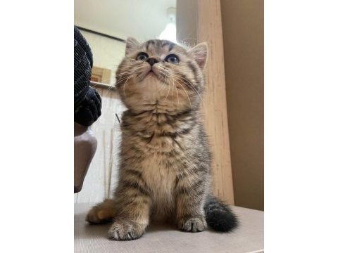 Bebeksu british shorthairler
