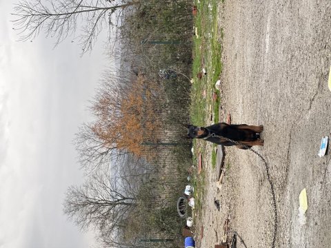 14 aylık çok güçlü asil doberman