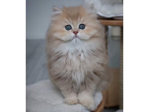 Nadir renk by golden british longhair 