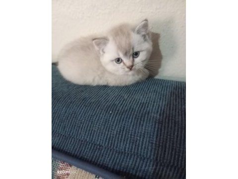 Efsane british shorthair bebeklerim