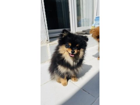 4 aylık güzeller pomeranian boo