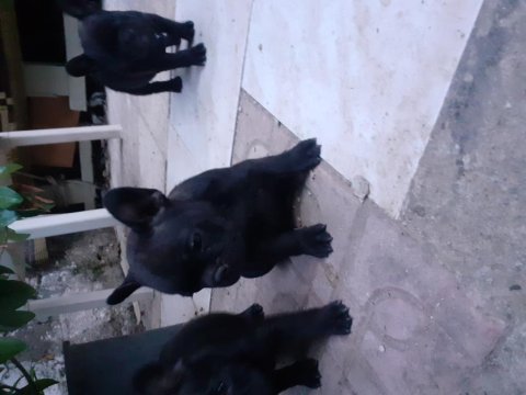Safkan anne ve babadan french bulldog