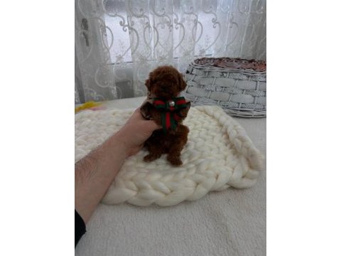 Toy poodle köpeğimiz yeni yuvasını arıyor