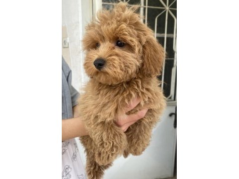 Mini boy maltipoo oğlumuz