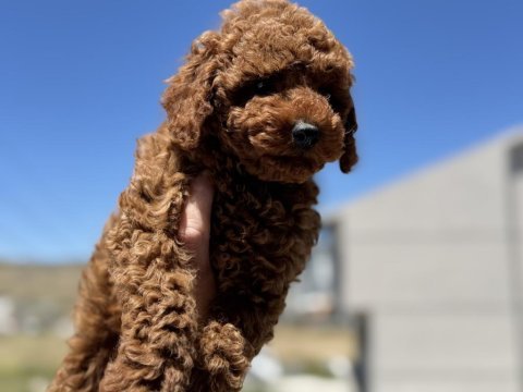Petmode köpek çiftliğinde ziyarete açık toy poodle