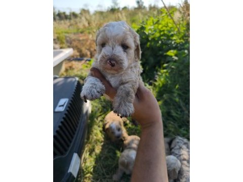 Masal gibi bir maltipoo dostluk sizi bekliyor