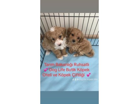 Maltipoo şekerler o numara