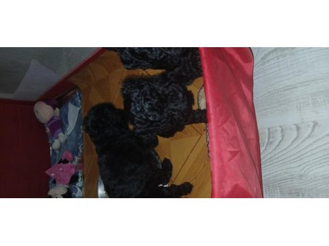 Orta boy poodle