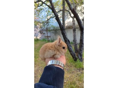 Cüce bebekler hazır bilgi için arayınız