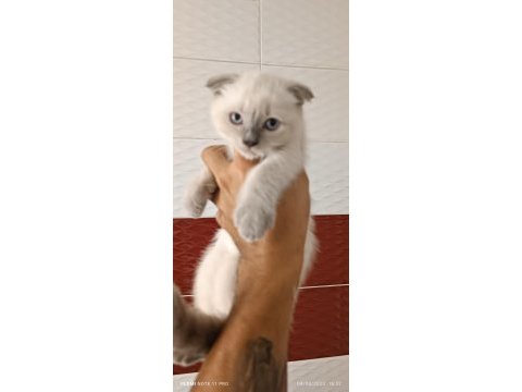 Lynx point scottish fold dişi